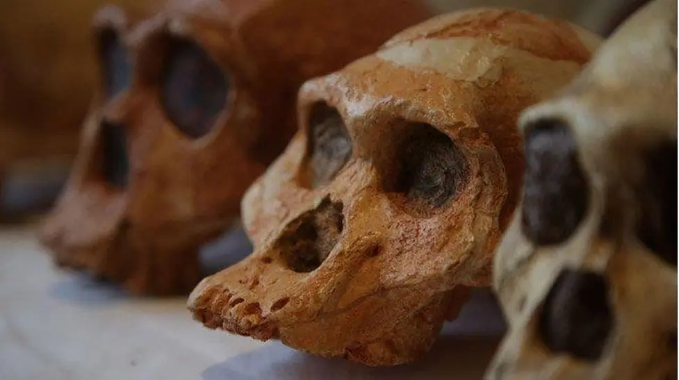 Human-origins interpretation connected with Lucy and the Lower Awash Valley