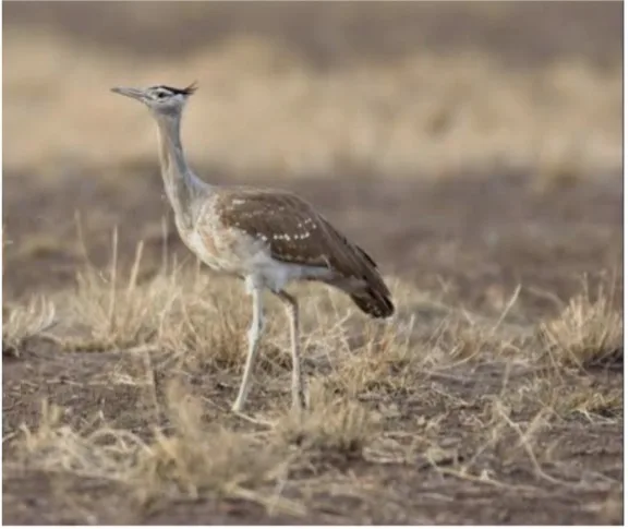 A ground-dwelling bird in the dry grassland of Yangudi Rassa National Park